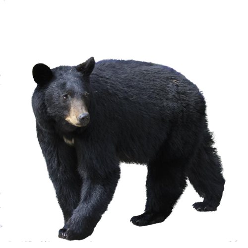 Black Bear Png - KibrisPDR