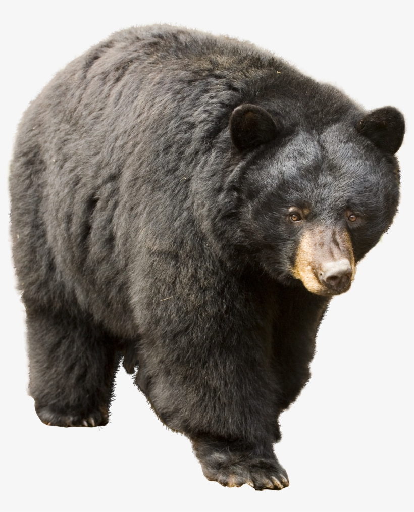 Detail Black Bear Png Nomer 2