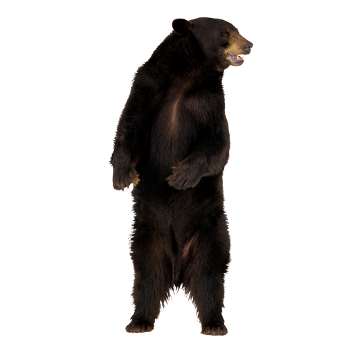 Detail Black Bear Png Nomer 12