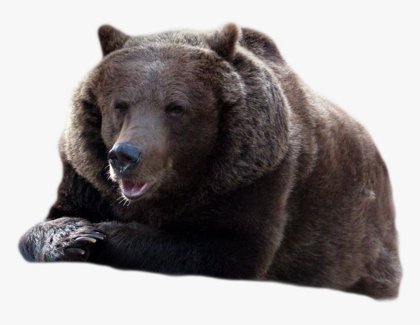 Detail Black Bear Png Nomer 17