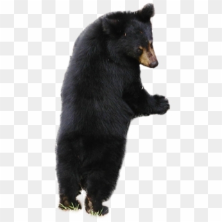 Detail Black Bear Png Nomer 19