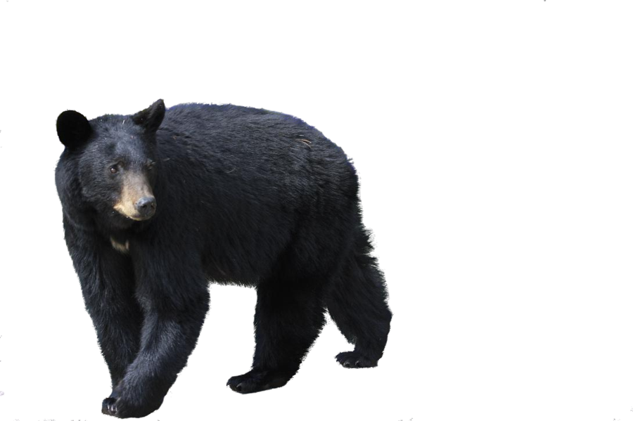 Detail Black Bear Png Nomer 4