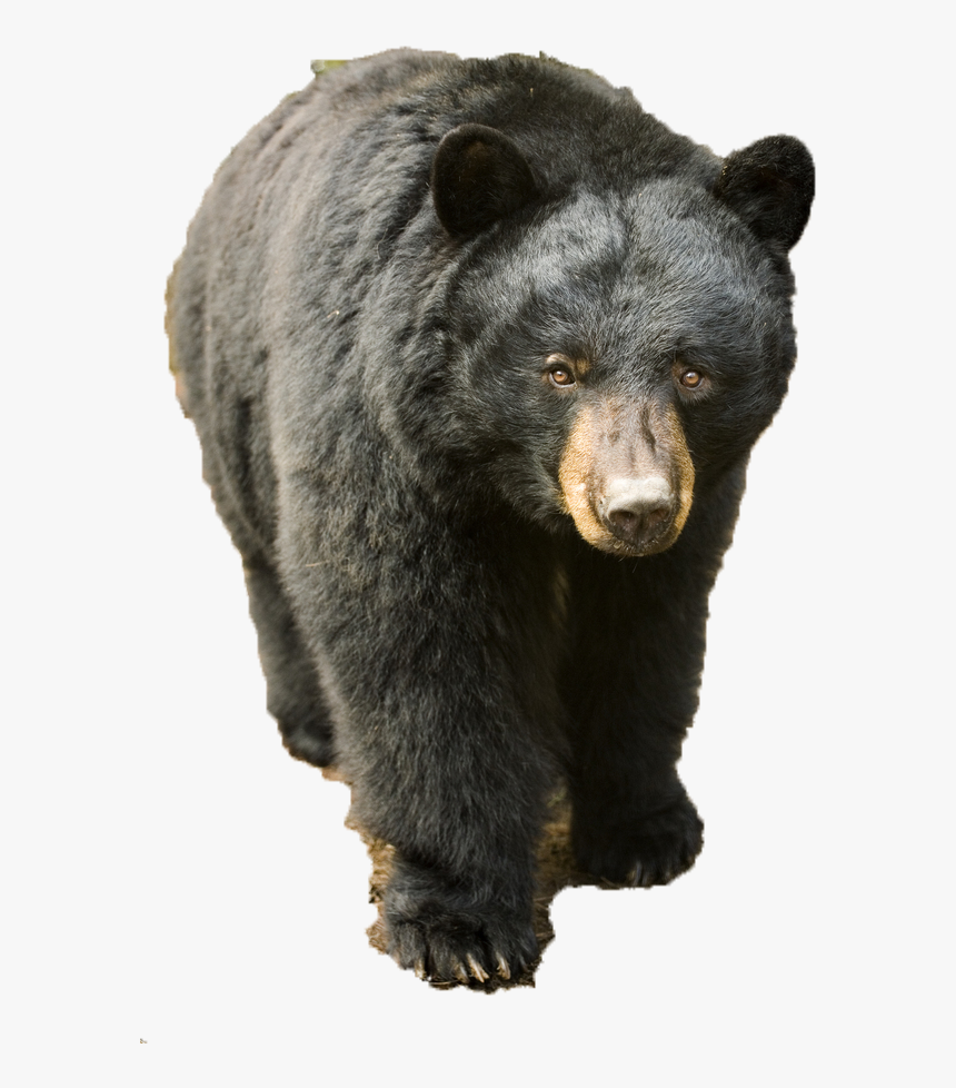Detail Black Bear Png Nomer 5