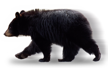 Detail Black Bear Png Nomer 39