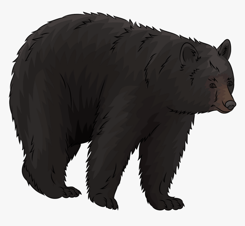 Detail Black Bear Png Nomer 49