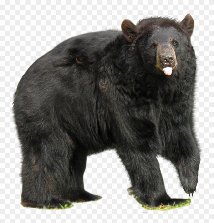 Detail Black Bear Transparent Nomer 2