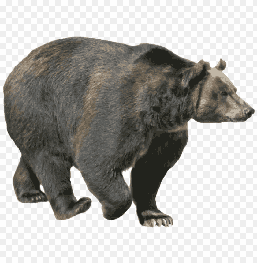 Detail Black Bear Transparent Nomer 12