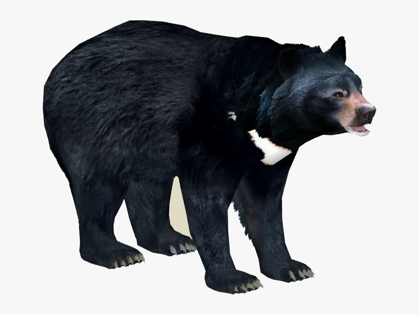 Detail Black Bear Transparent Nomer 16