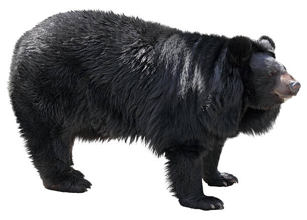 Detail Black Bear Transparent Nomer 31