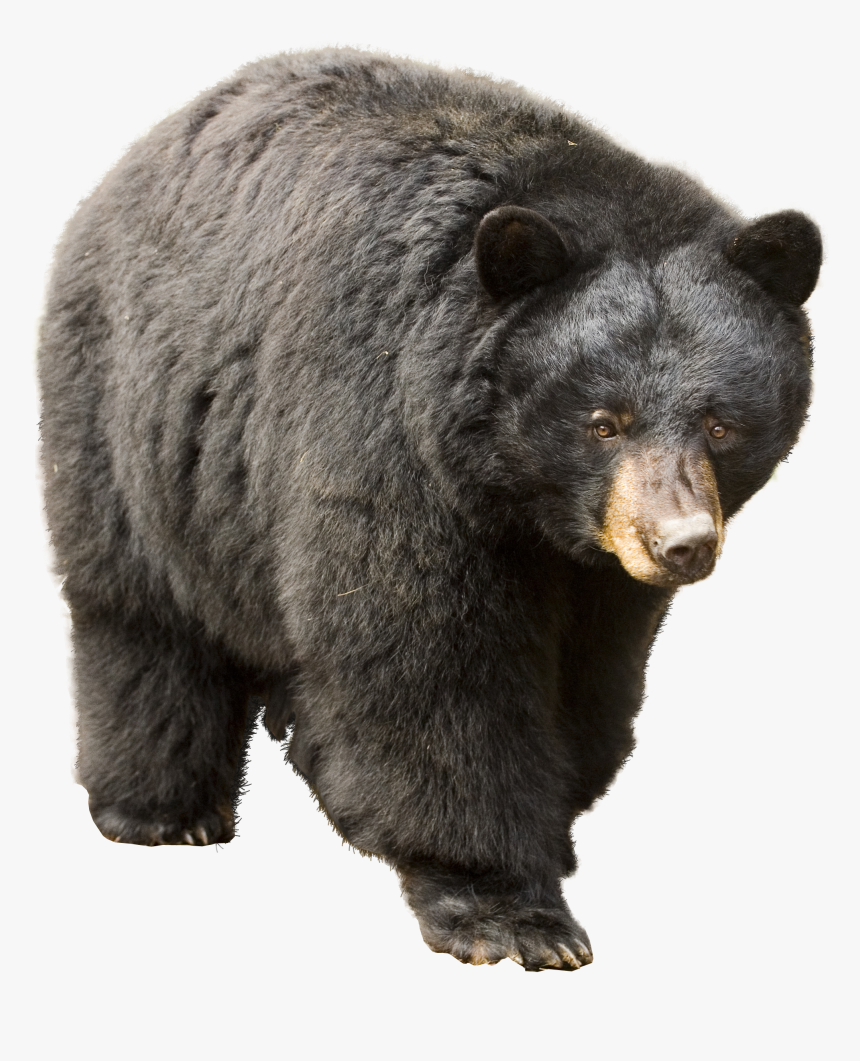 Detail Black Bear Transparent Nomer 6