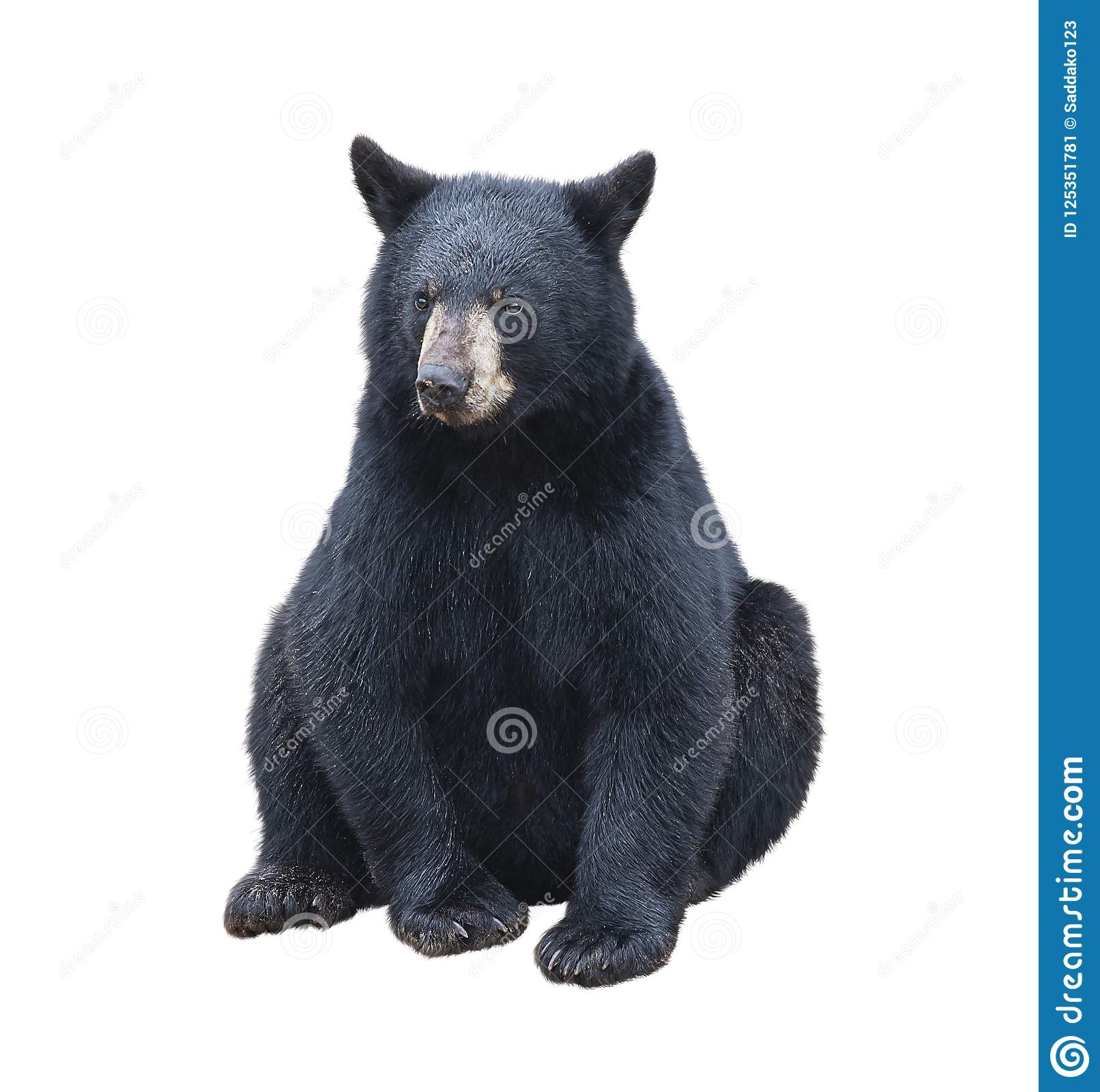 Detail Black Bear Transparent Nomer 45