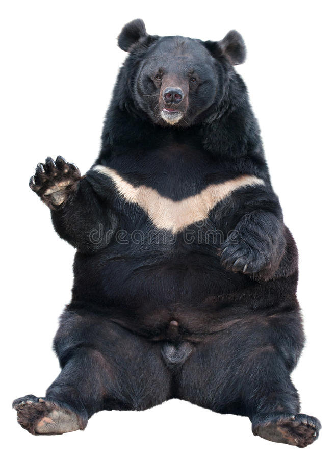Detail Black Bear Transparent Nomer 50