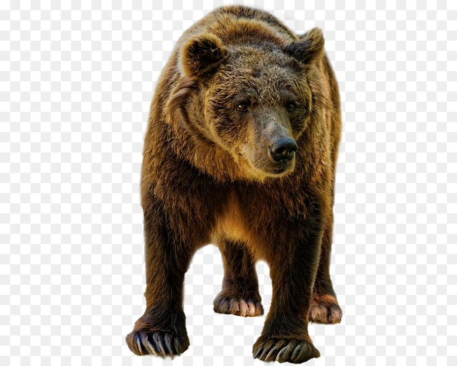 Detail Black Bear Transparent Nomer 53