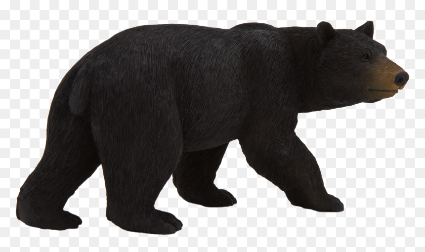 Detail Black Bear Transparent Nomer 10
