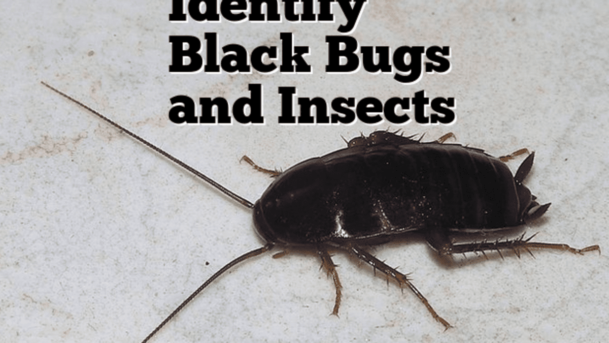 Detail Black Bug Images Nomer 2