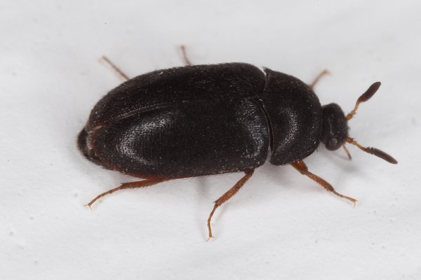 Detail Black Bug Images Nomer 10