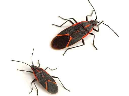 Detail Black Bug Images Nomer 11