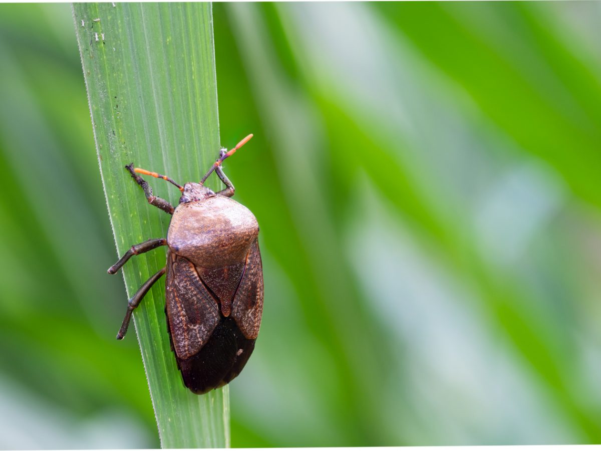 Detail Black Bug Images Nomer 12