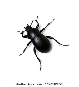 Detail Black Bug Images Nomer 13