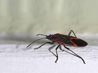 Detail Black Bug Images Nomer 15