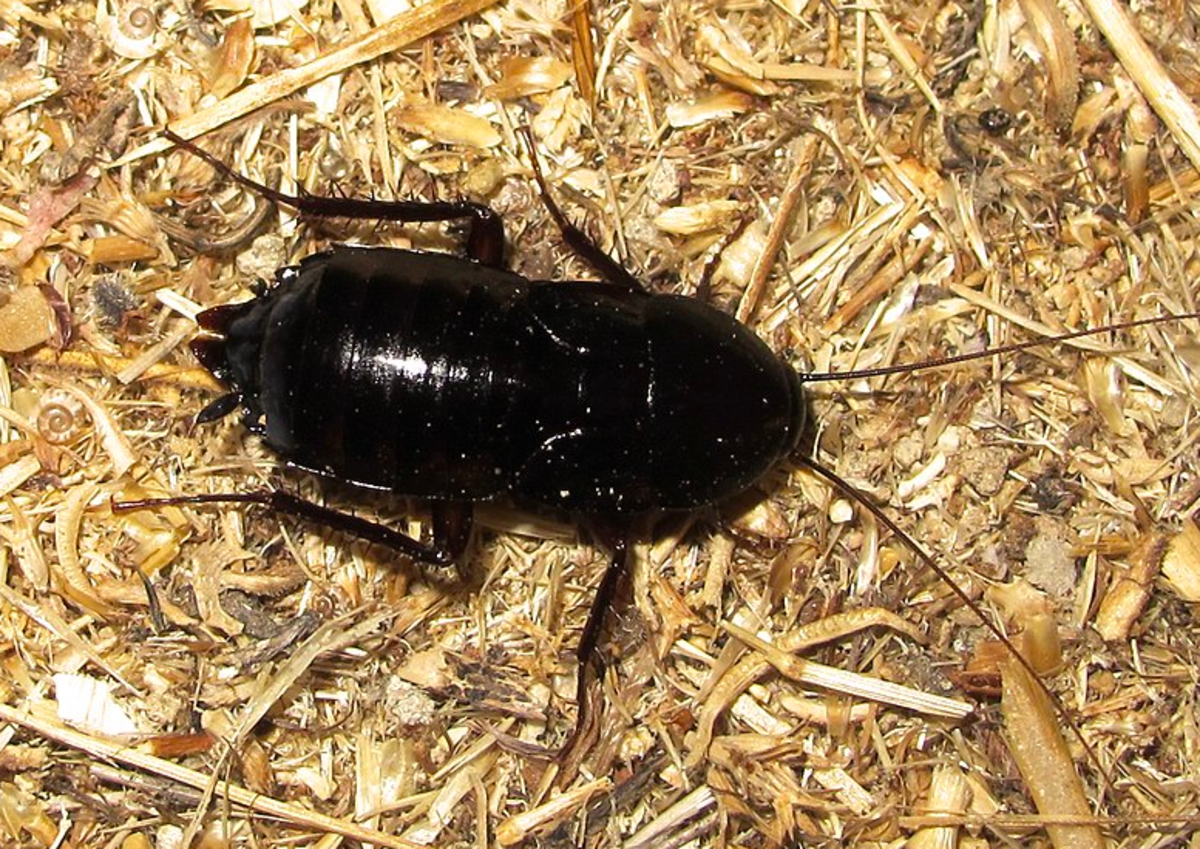 Detail Black Bug Images Nomer 3