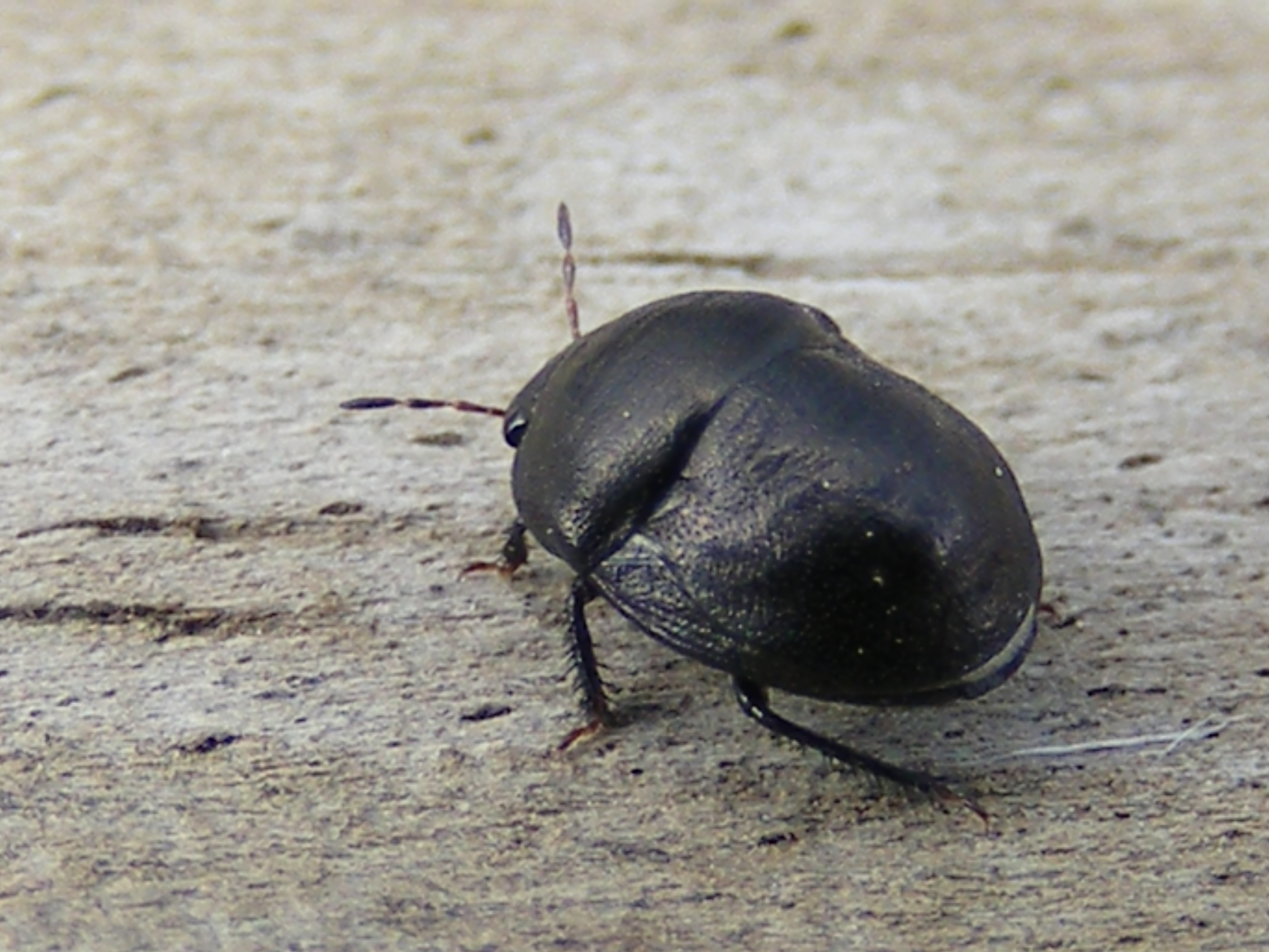 Detail Black Bug Images Nomer 16