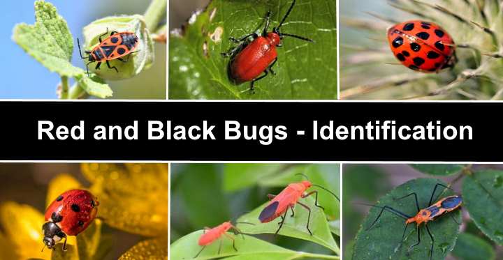 Detail Black Bug Images Nomer 17