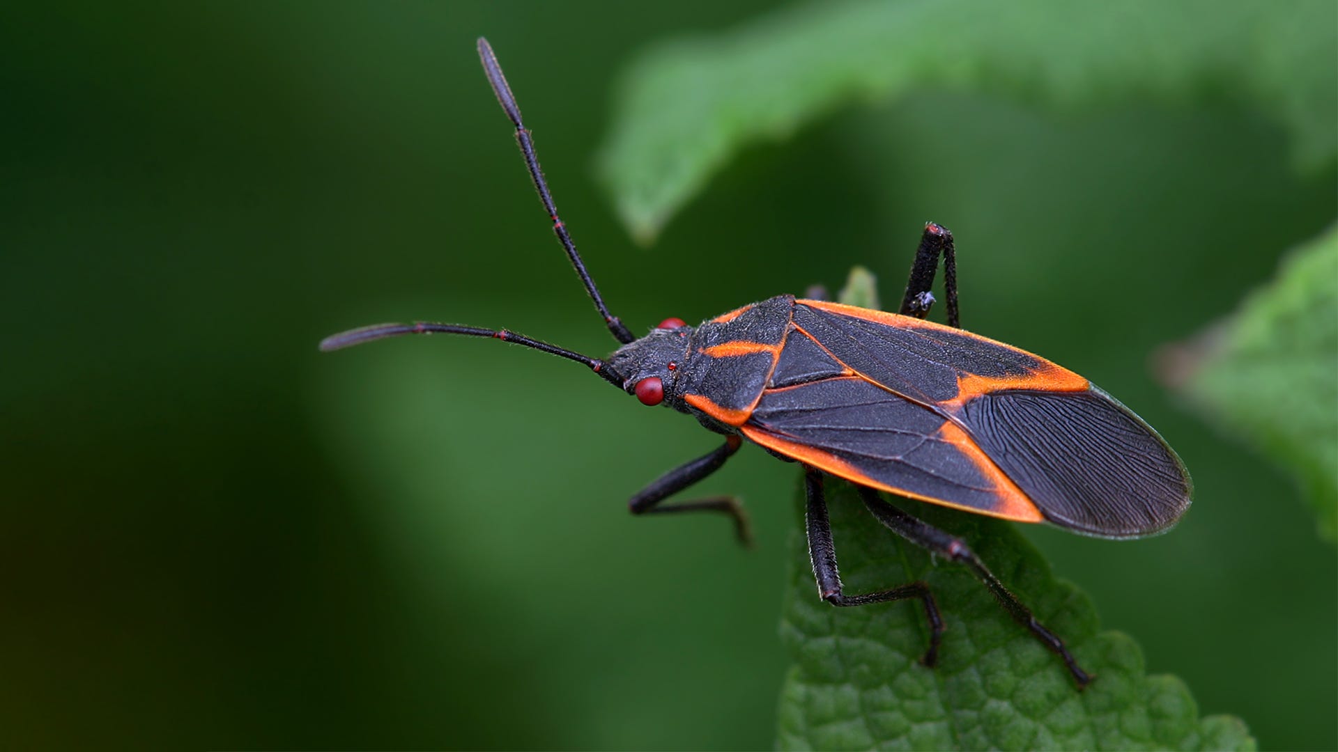 Detail Black Bug Images Nomer 18