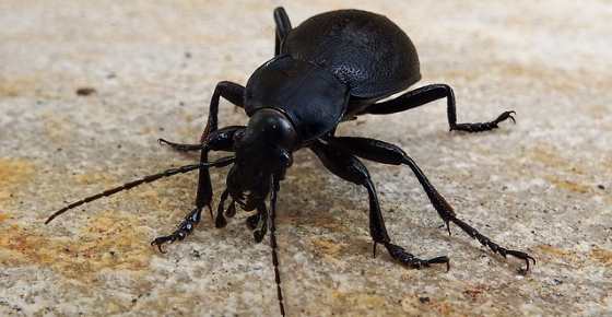 Detail Black Bug Images Nomer 19