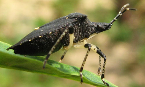 Detail Black Bug Images Nomer 20