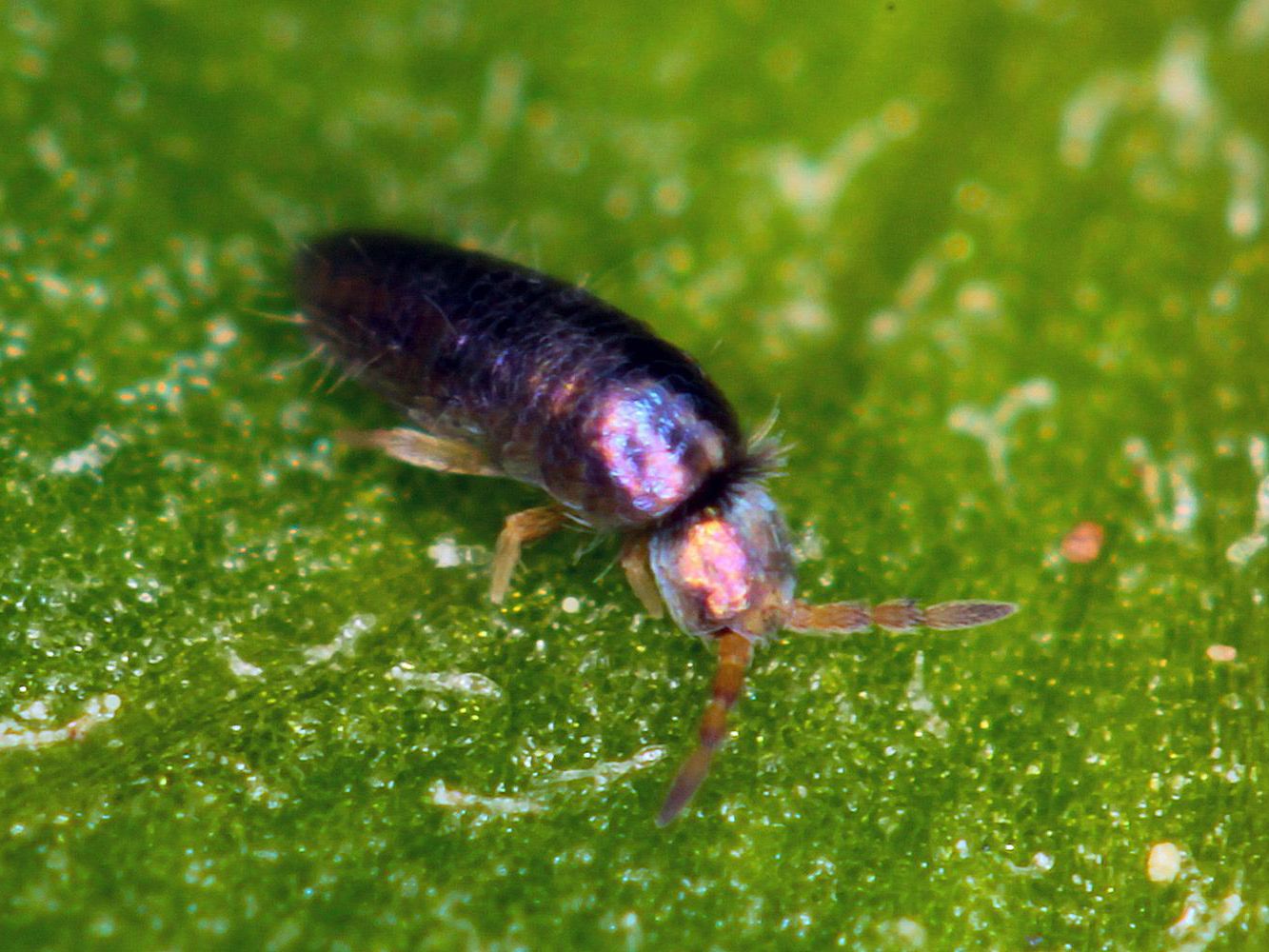 Detail Black Bug Images Nomer 21