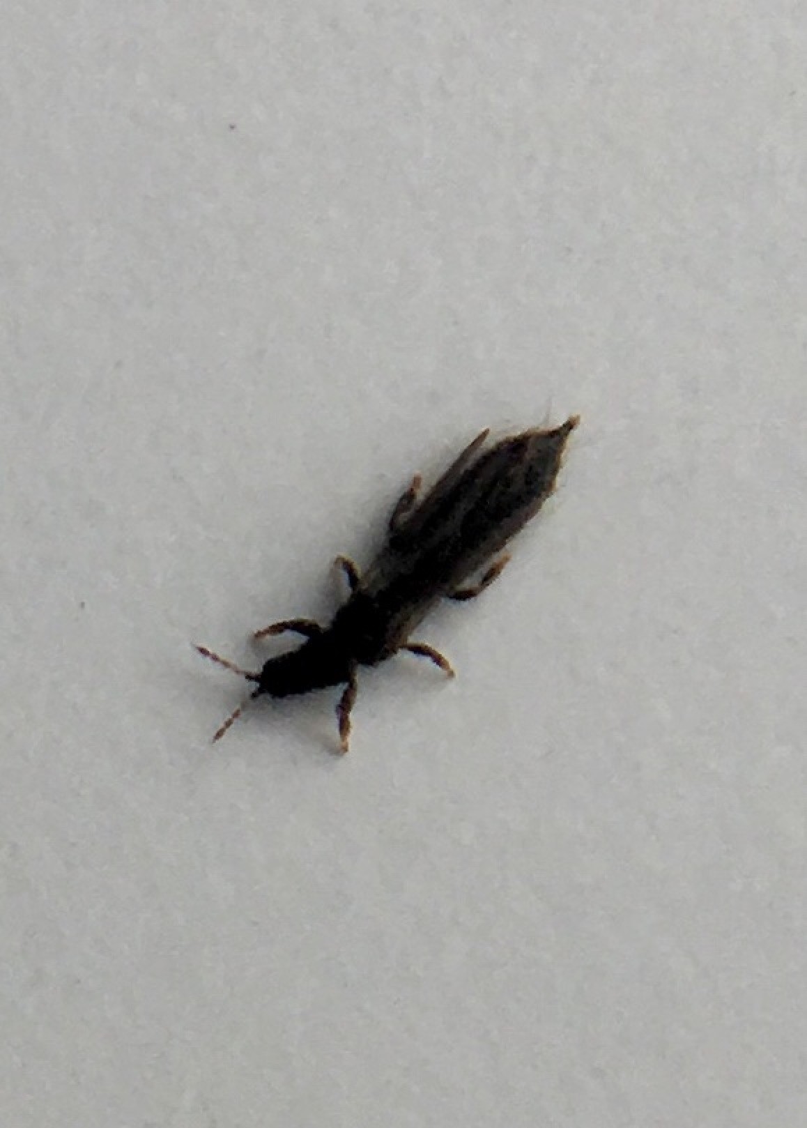 Detail Black Bug Images Nomer 22