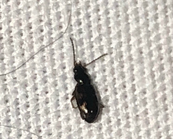 Detail Black Bug Images Nomer 23