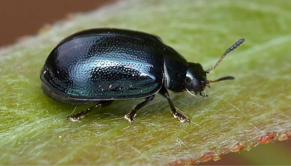 Detail Black Bug Images Nomer 4