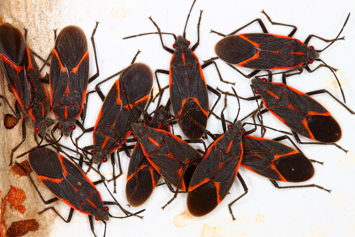 Detail Black Bug Images Nomer 25