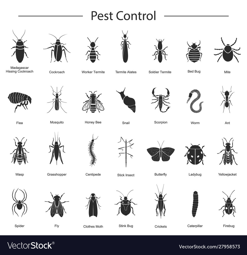 Detail Black Bug Images Nomer 26