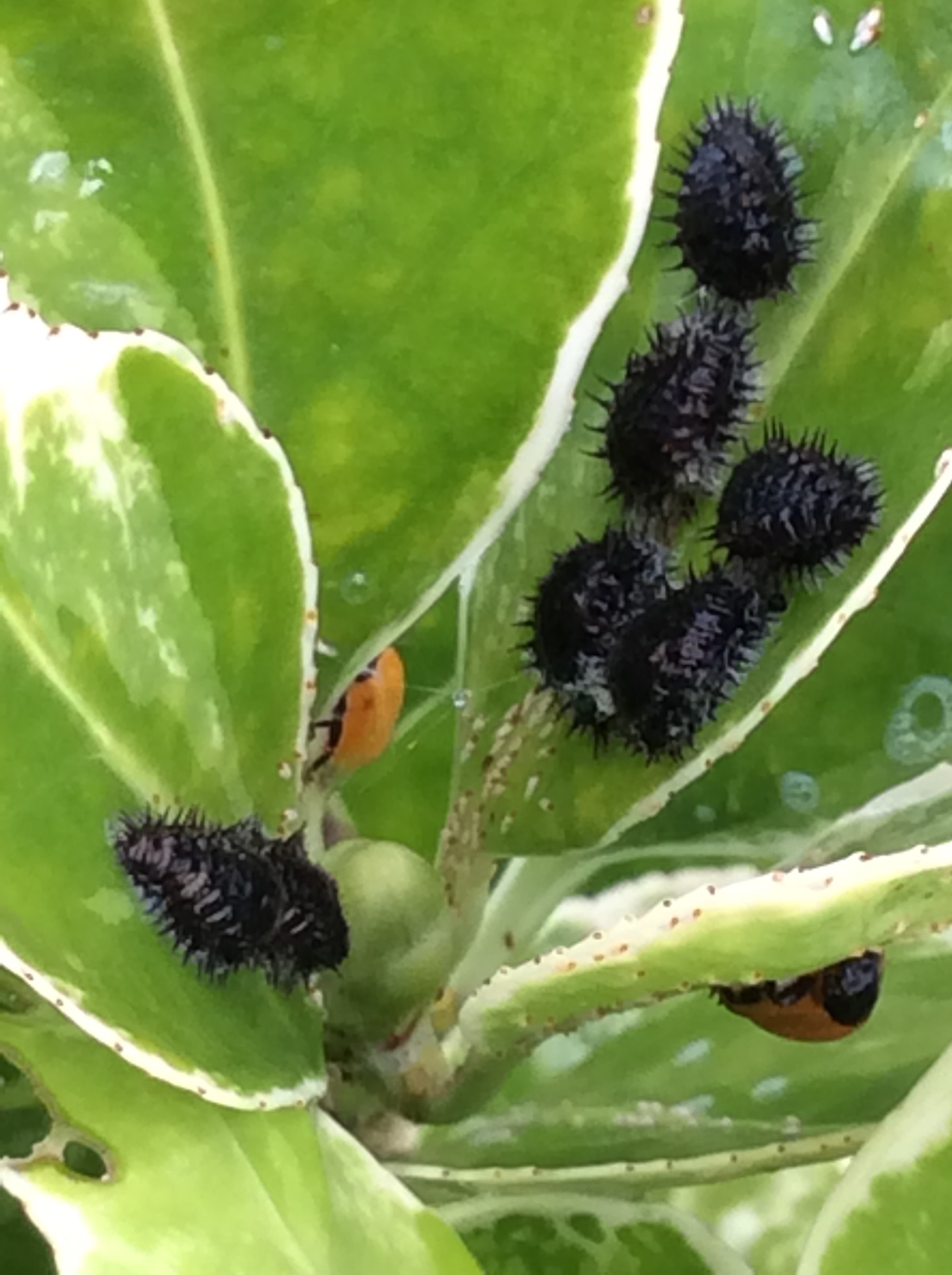 Detail Black Bug Images Nomer 28