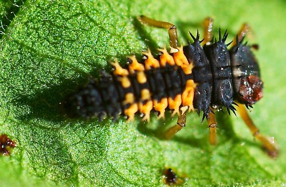 Detail Black Bug Images Nomer 29