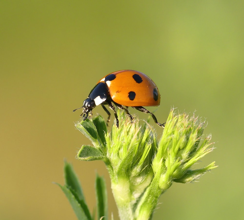 Detail Black Bug Images Nomer 30