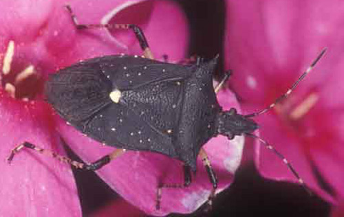 Detail Black Bug Images Nomer 31