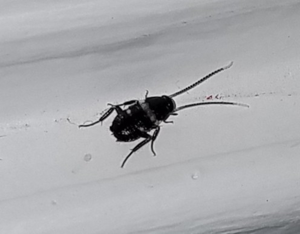Detail Black Bug Images Nomer 32