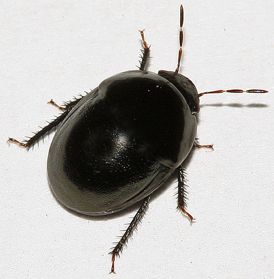 Detail Black Bug Images Nomer 5