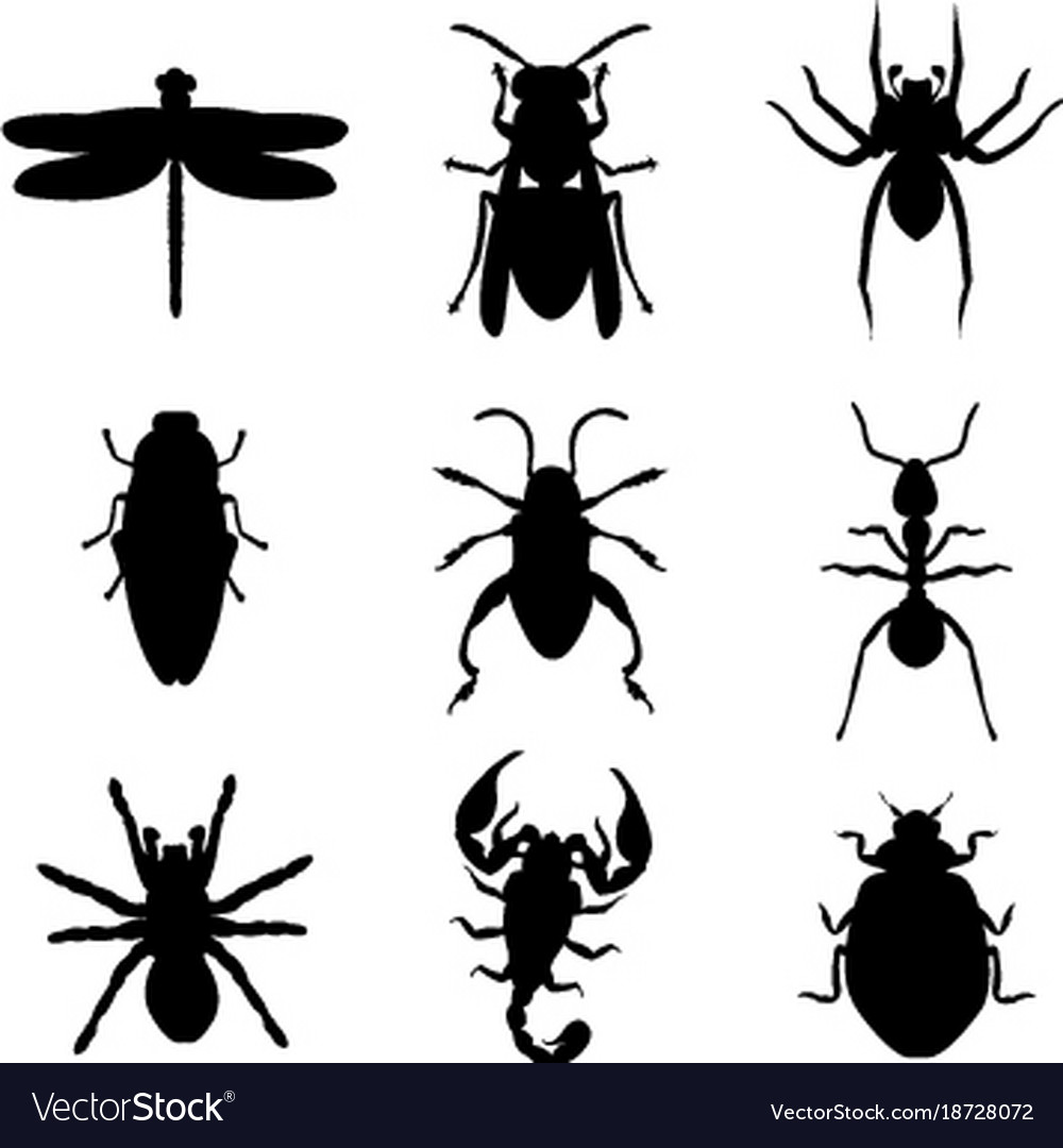 Detail Black Bug Images Nomer 34