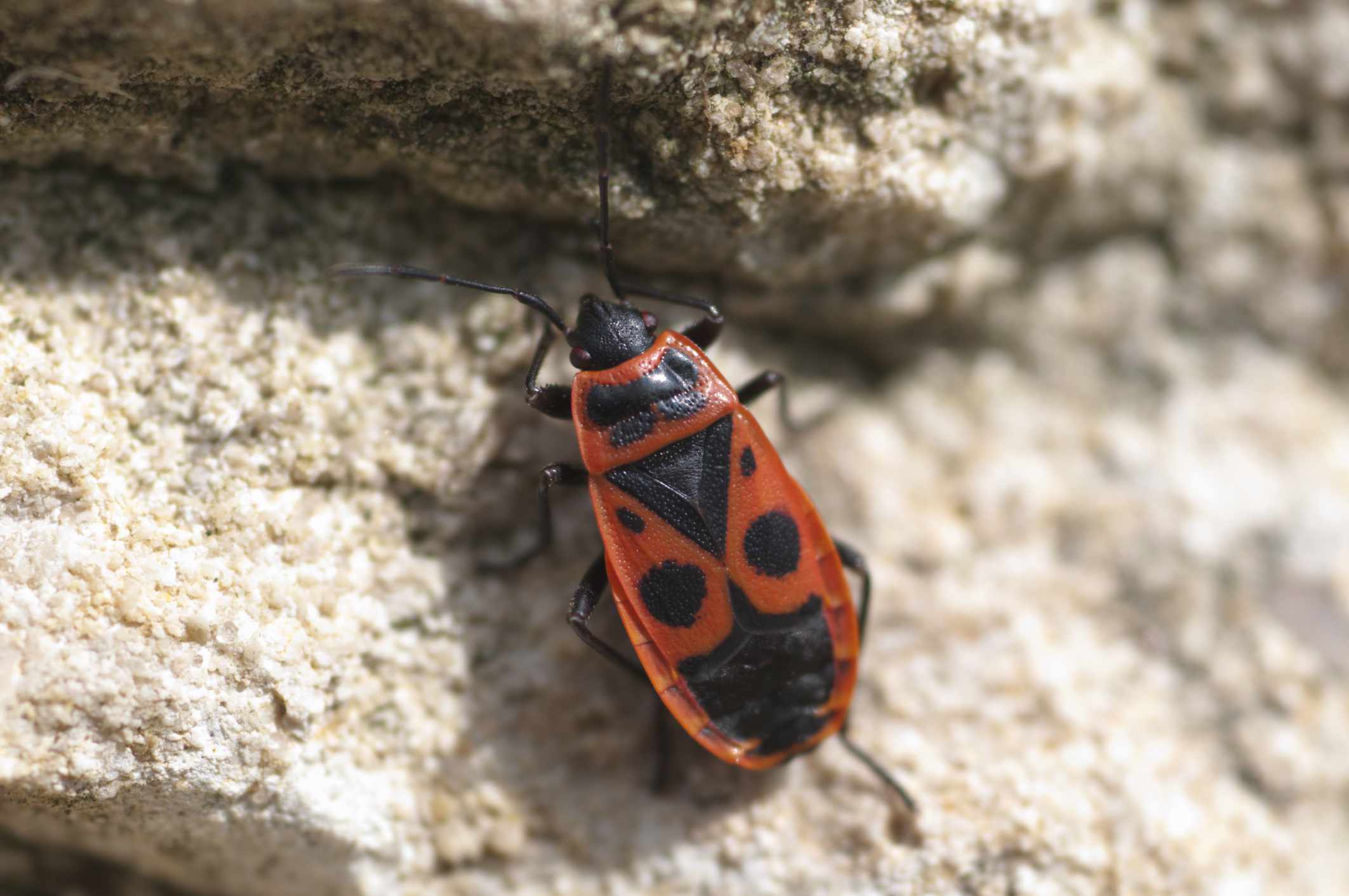 Detail Black Bug Images Nomer 37