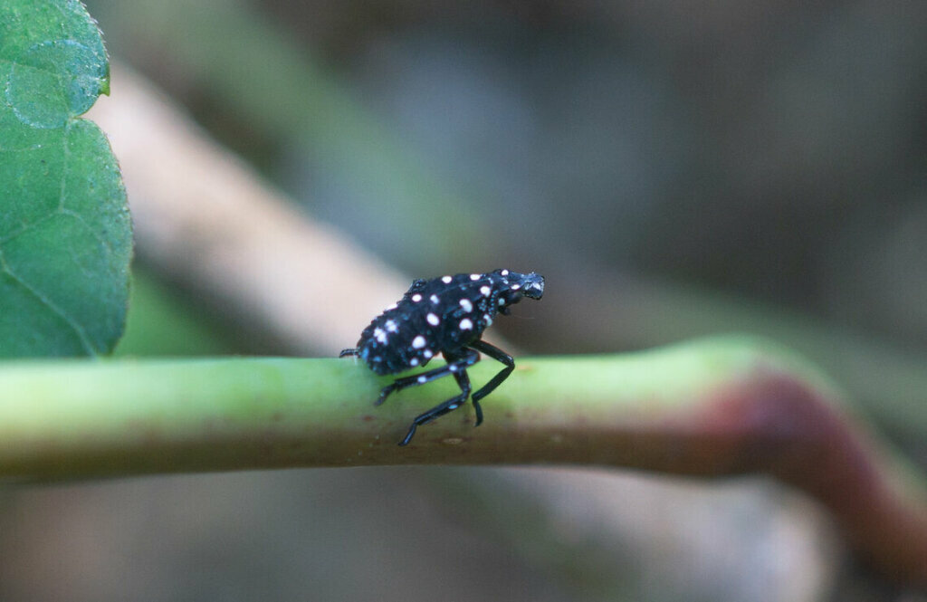 Detail Black Bug Images Nomer 39
