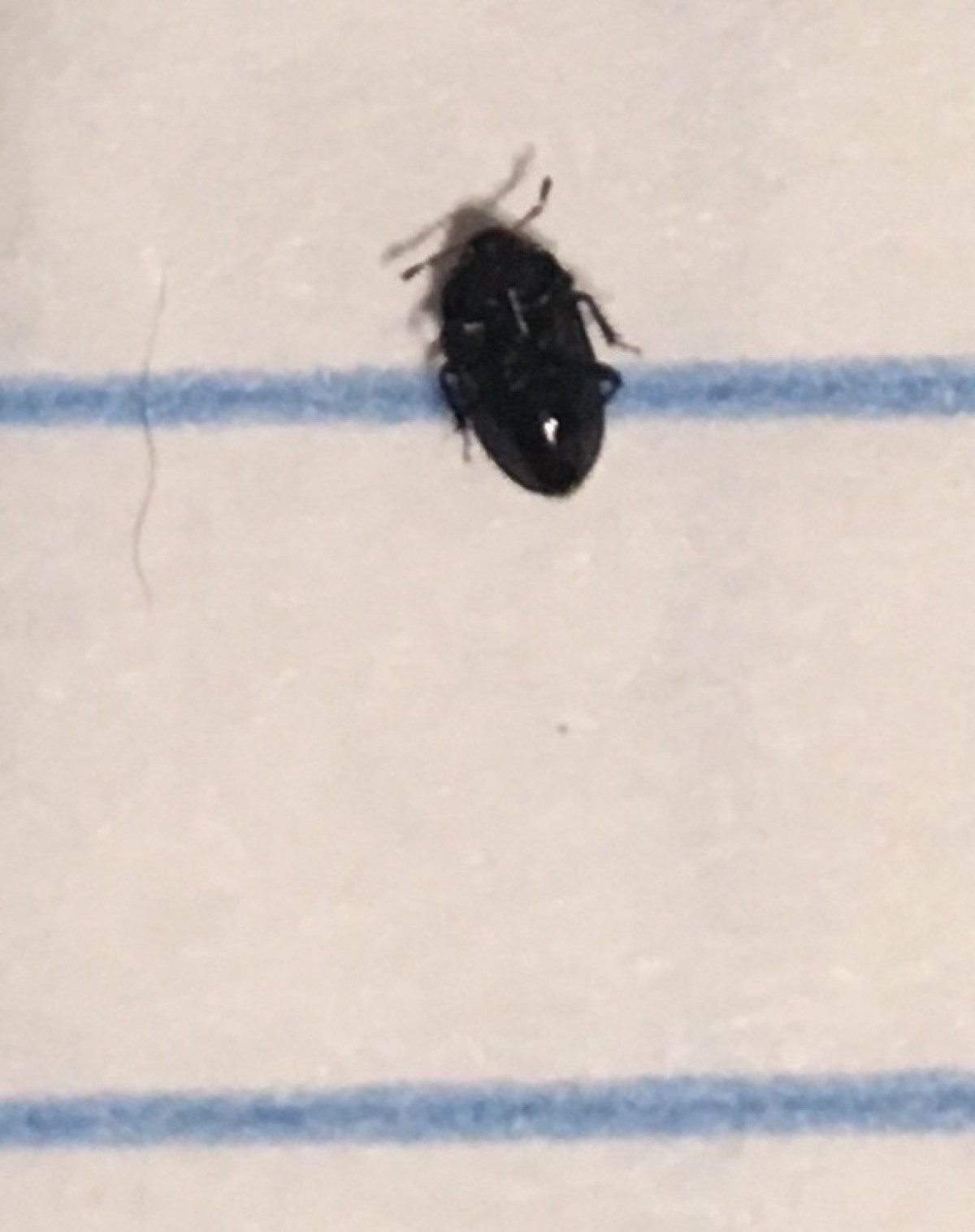 Detail Black Bug Images Nomer 40