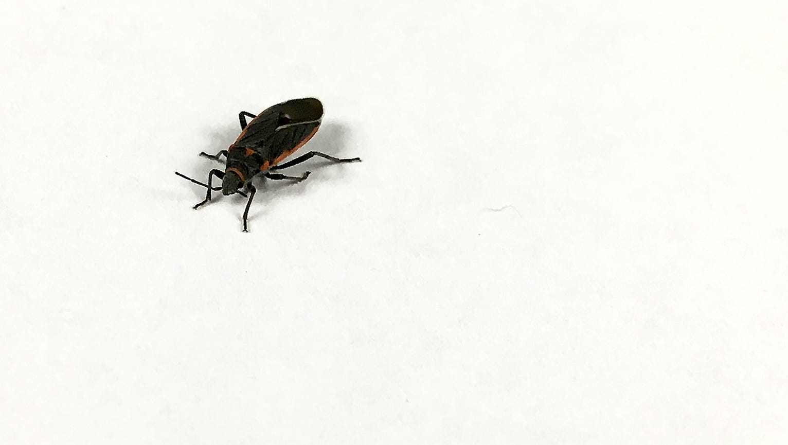 Detail Black Bug Images Nomer 6
