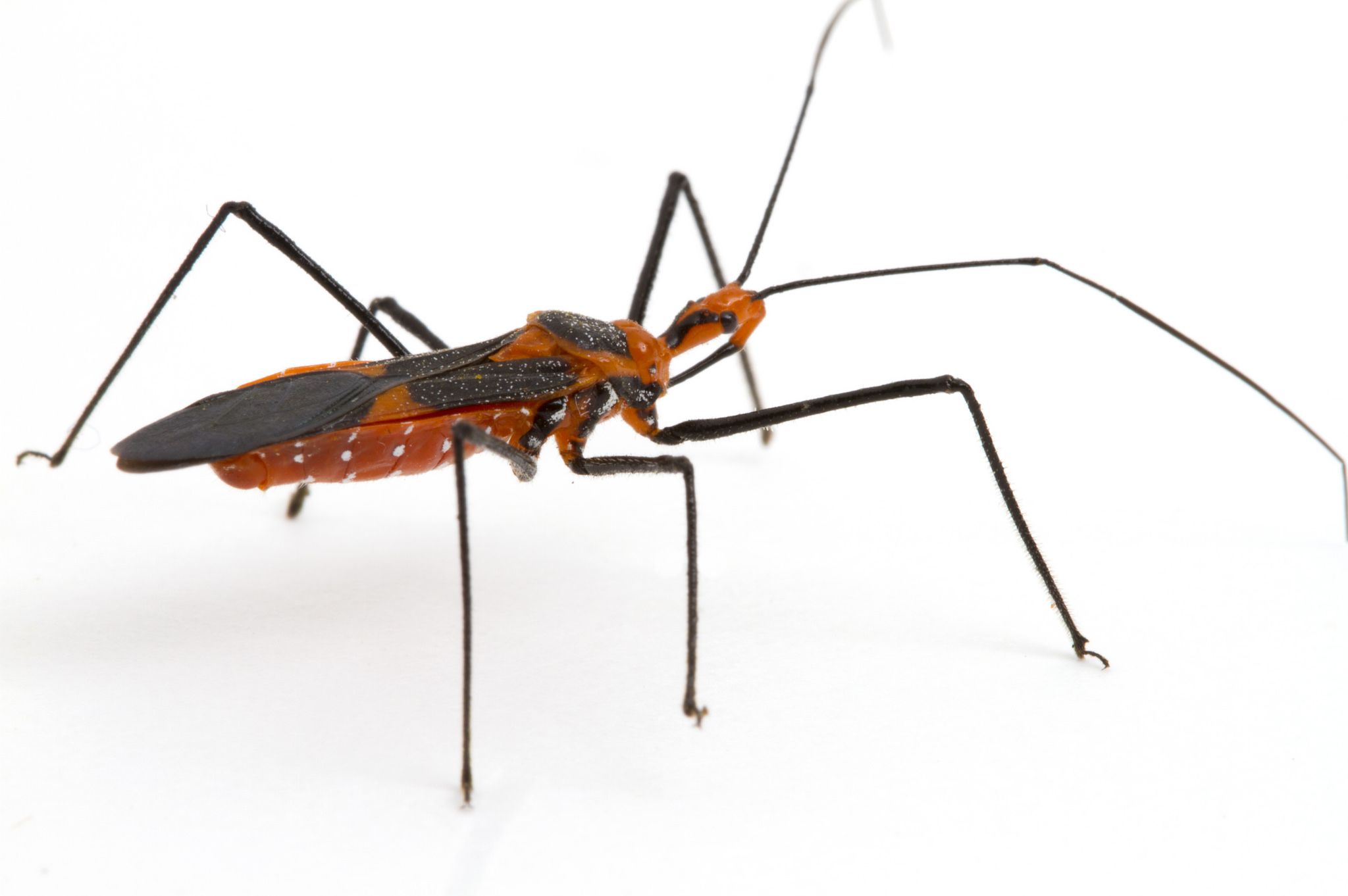 Detail Black Bug Images Nomer 42