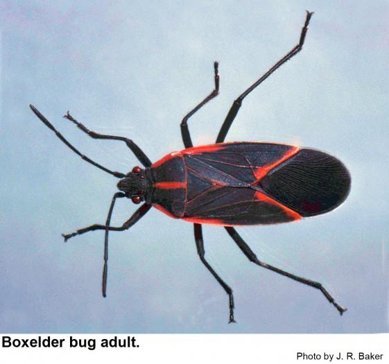 Detail Black Bug Images Nomer 43