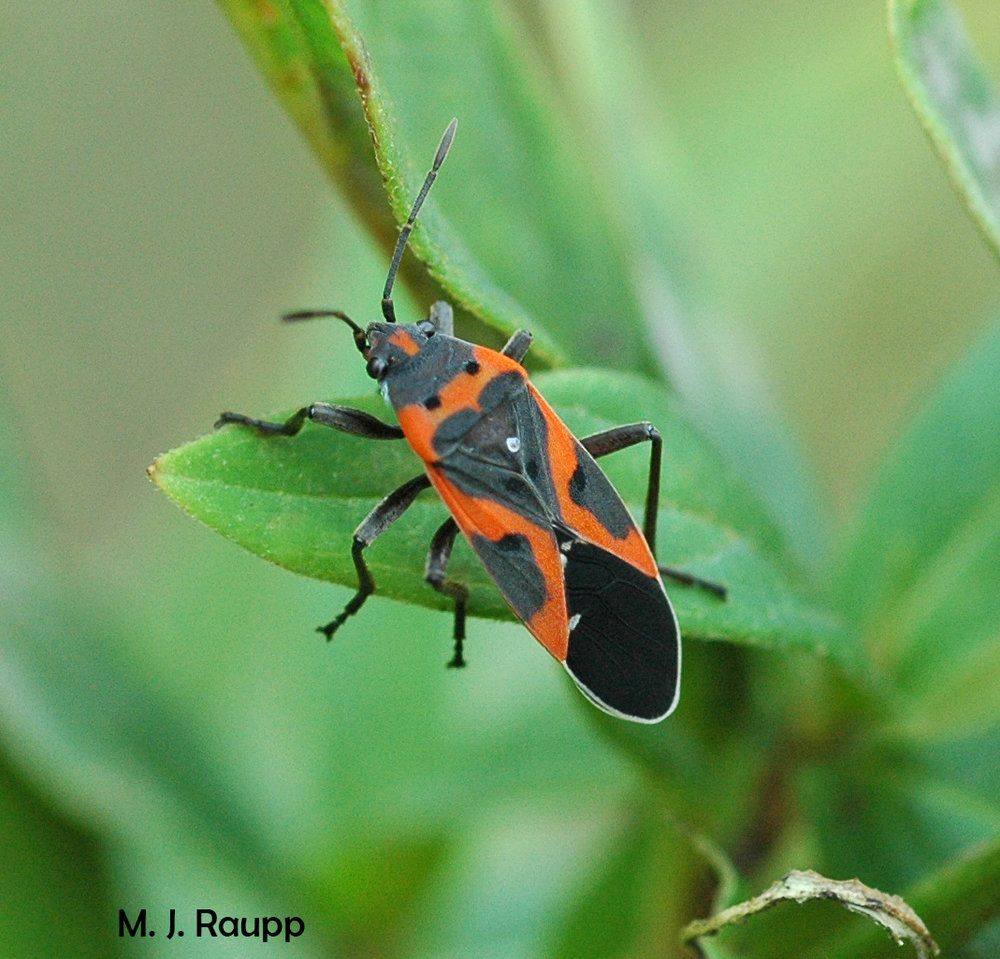 Detail Black Bug Images Nomer 46